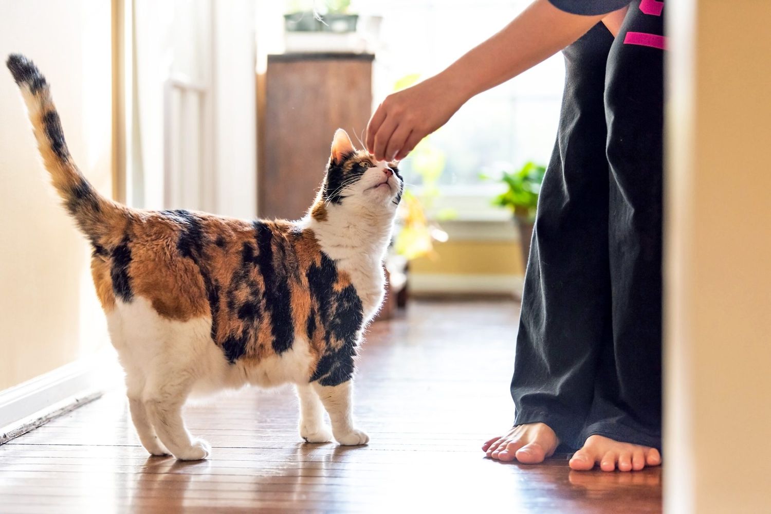 Pill Your Cat Stress-Free: Vet-Approved Tips for Difficult Felines